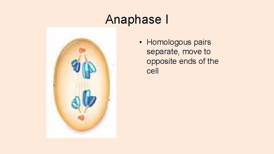 Anaphase I • Homologous pairs separate, move to opposite ends of the cell 