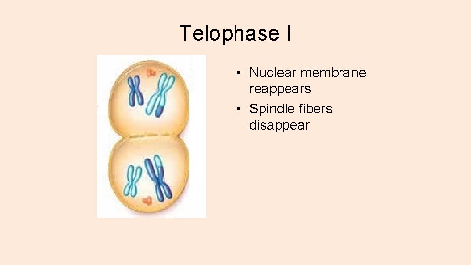Telophase I • Nuclear membrane reappears • Spindle fibers disappear 