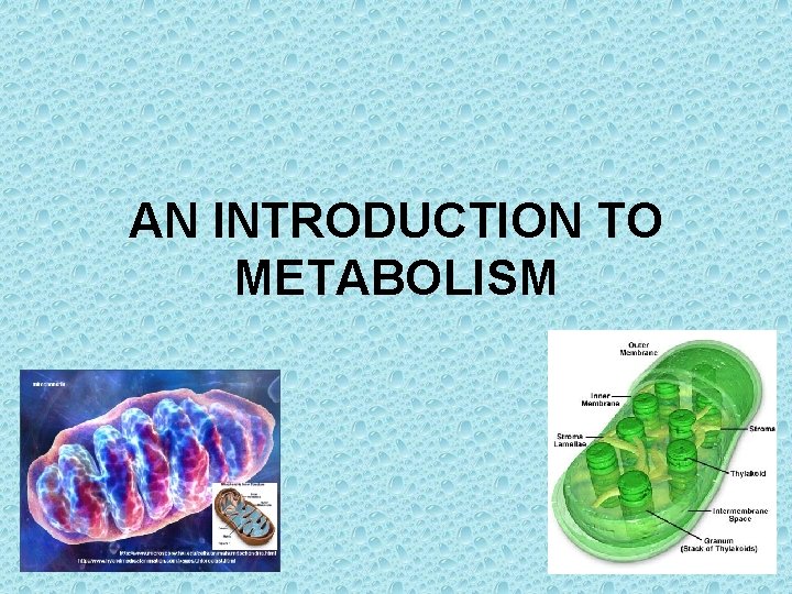 AN INTRODUCTION TO METABOLISM 