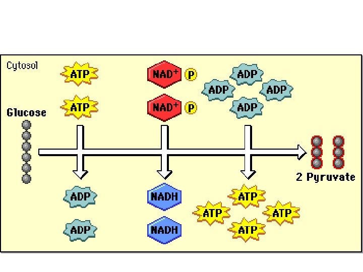 Chapter 6 Respiration In cellular respiration ATP is
