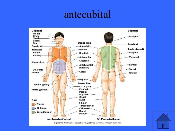 antecubital 