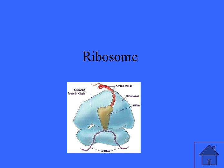 Ribosome 