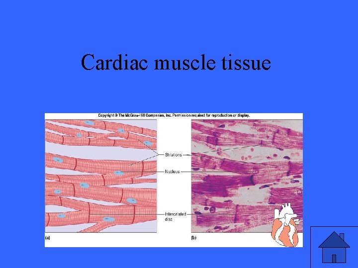 Cardiac muscle tissue 