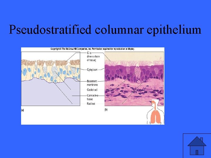 Pseudostratified columnar epithelium 