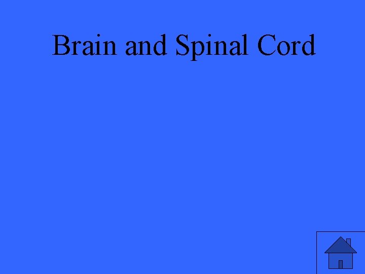 Brain and Spinal Cord 