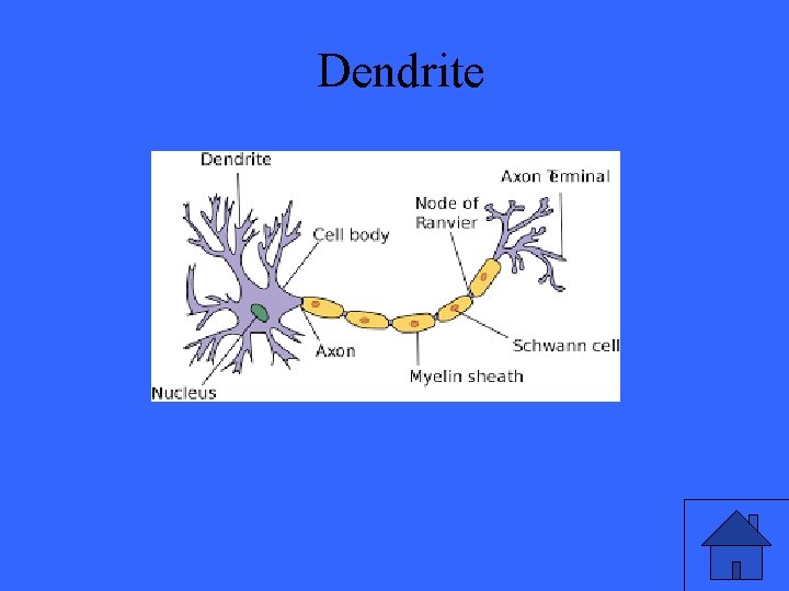 Dendrite 