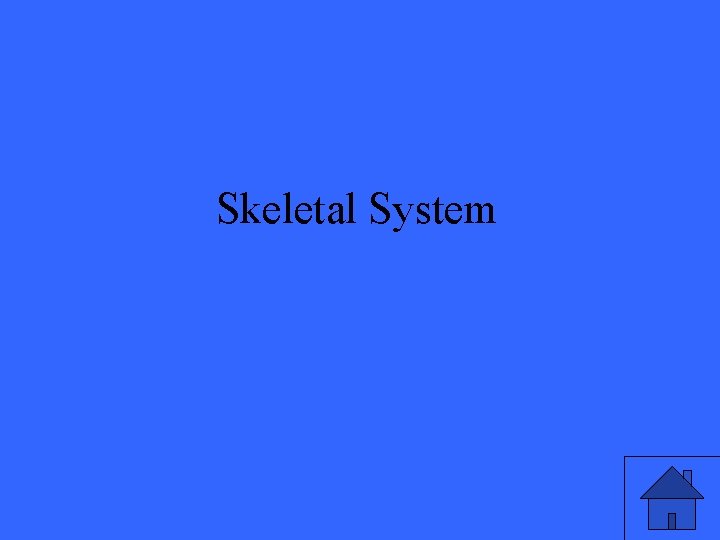 Skeletal System 