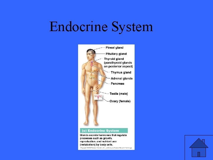 Endocrine System 