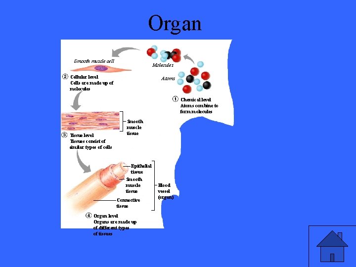 Organ Smooth muscle cell Molecules Cellular level Cells are made up of molecules Atoms