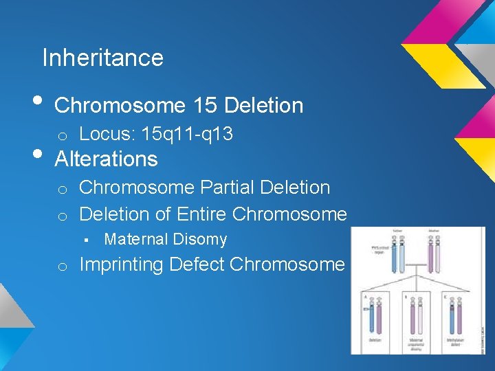 Inheritance • Chromosome 15 Deletion o Locus: 15 q 11 -q 13 • Alterations