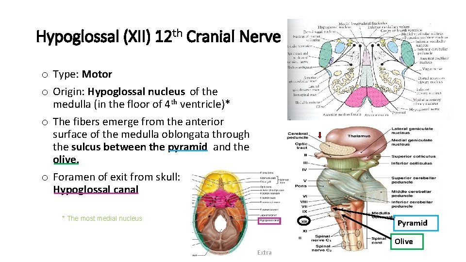 Hypoglossal (XII) 12 th Cranial Nerve o Type: Motor o Origin: Hypoglossal nucleus of