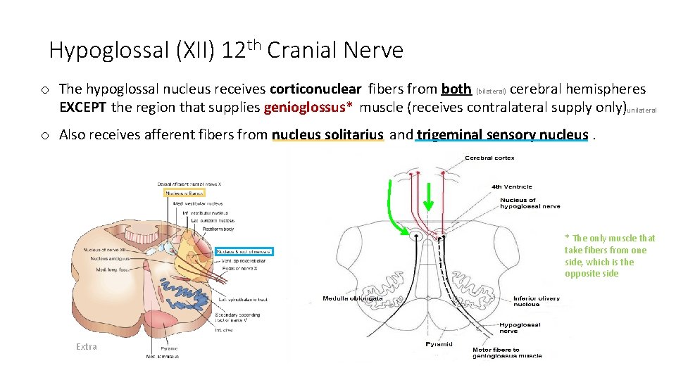 Hypoglossal (XII) 12 th Cranial Nerve o The hypoglossal nucleus receives corticonuclear fibers from