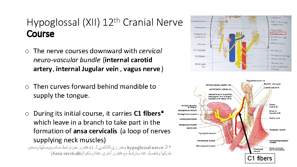 Hypoglossal (XII) 12 th Cranial Nerve Course o The nerve courses downward with cervical