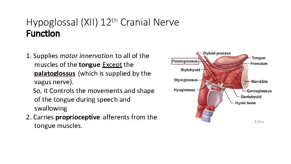 Hypoglossal (XII) 12 th Cranial Nerve Function 1. Supplies motor innervation to all of