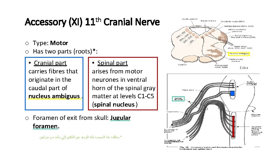 Accessory (XI) 11 th Cranial Nerve o Type: Motor o Has two parts (roots)*: