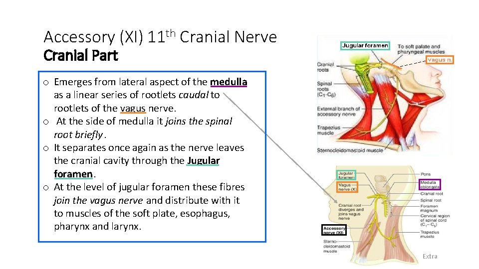 Accessory (XI) 11 th Cranial Nerve Cranial Part o Emerges from lateral aspect of