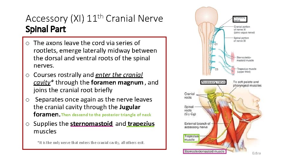 Accessory (XI) 11 th Cranial Nerve Spinal Part o The axons leave the cord