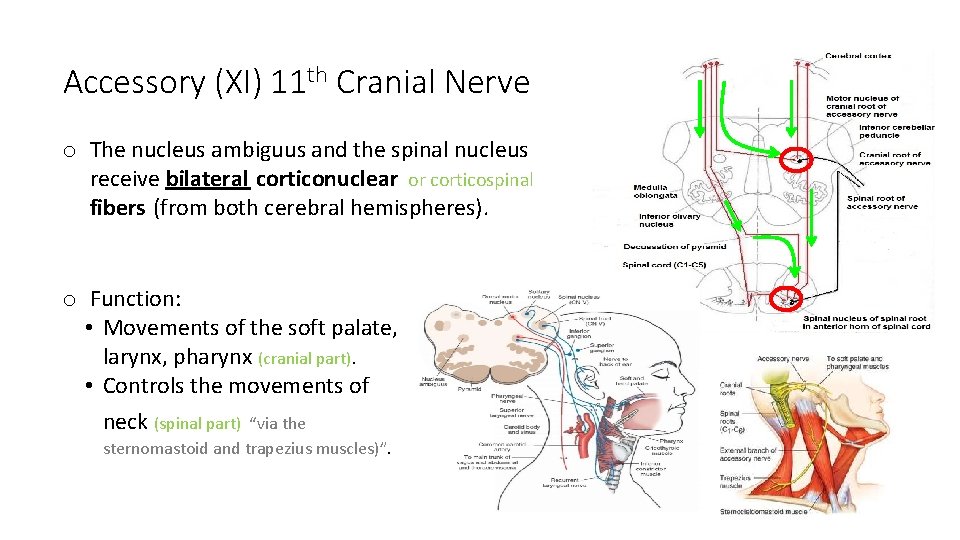 Accessory (XI) 11 th Cranial Nerve o The nucleus ambiguus and the spinal nucleus