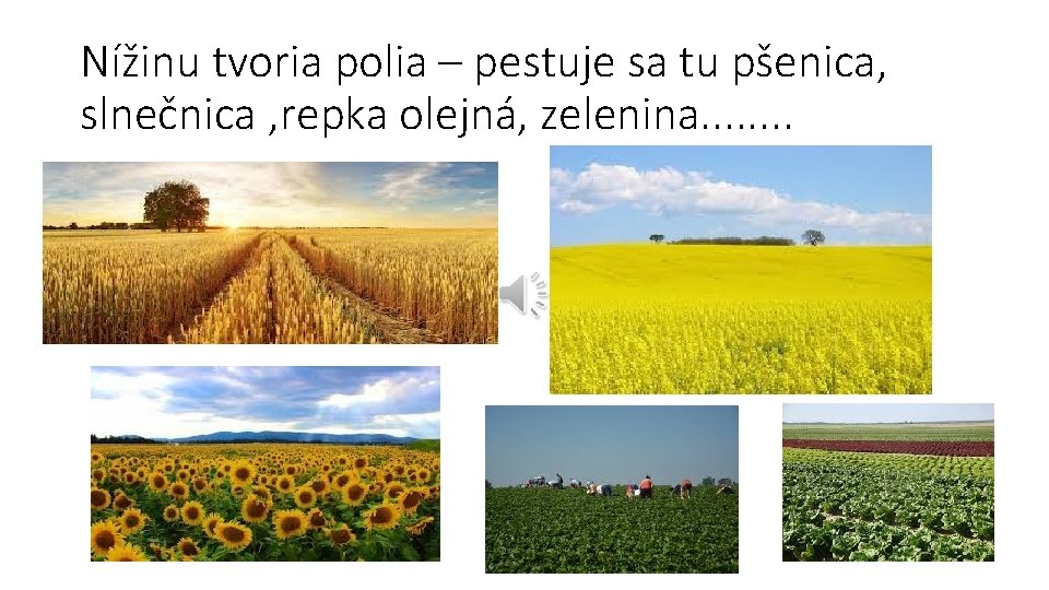 Nížinu tvoria polia – pestuje sa tu pšenica, slnečnica , repka olejná, zelenina. .