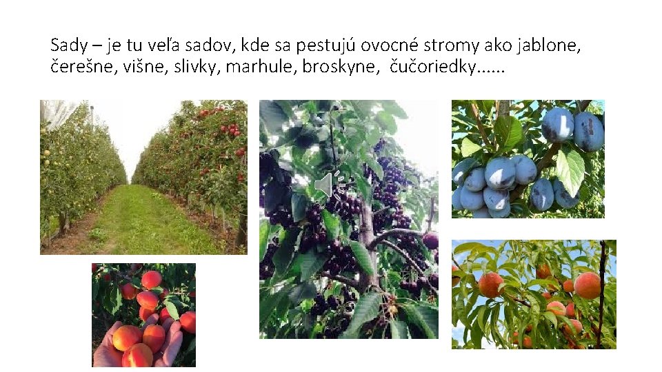 Sady – je tu veľa sadov, kde sa pestujú ovocné stromy ako jablone, čerešne,