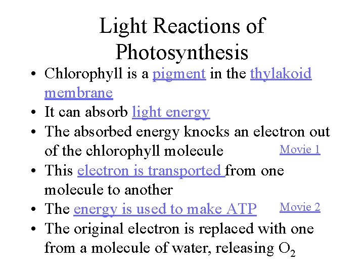 Light Reactions of Photosynthesis • Chlorophyll is a pigment in the thylakoid membrane •