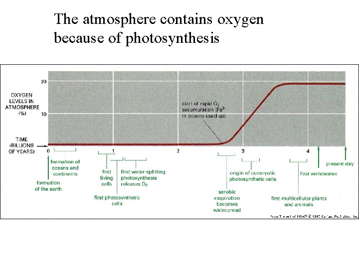 The atmosphere contains oxygen because of photosynthesis 