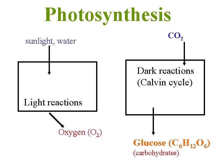 Photosynthesis sunlight, water CO 2 Dark reactions (Calvin cycle) Light reactions Oxygen (O 2)