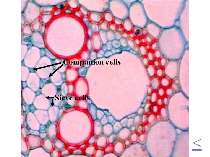 Companion cells Sieve cells < 