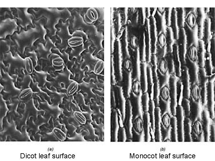 Dicot leaf surface Monocot leaf surface 