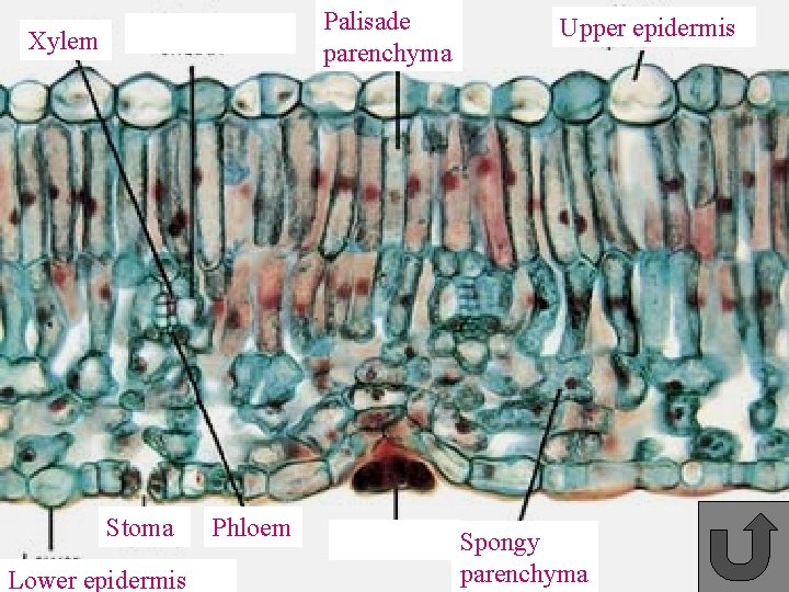 Palisade parenchyma Xylem Stoma Lower epidermis Phloem Upper epidermis Spongy parenchyma 