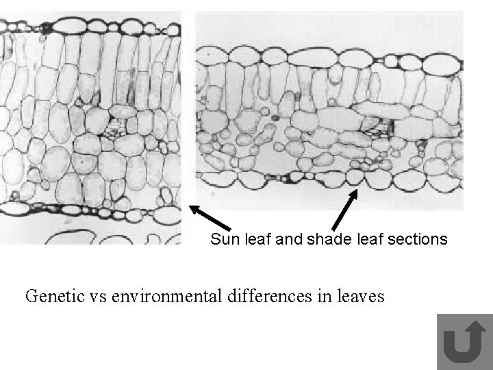 Sun leaf and shade leaf sections Genetic vs environmental differences in leaves 
