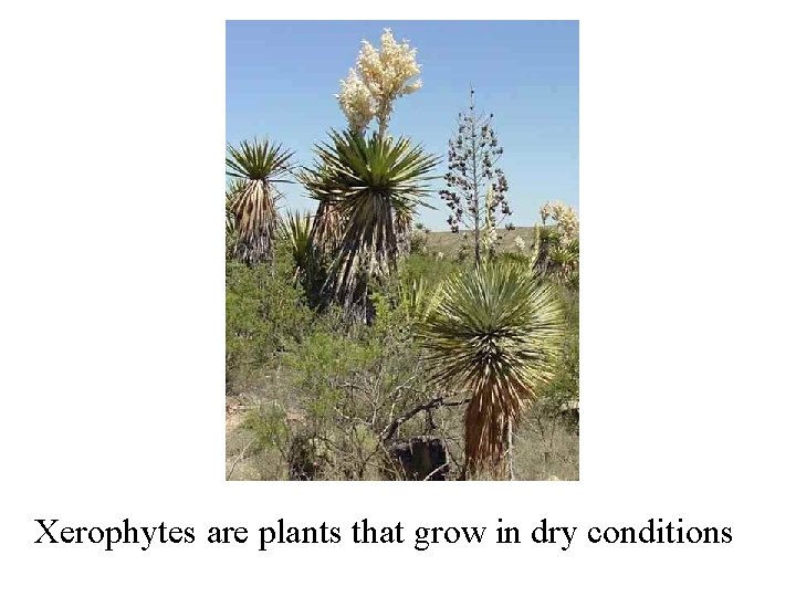 Xerophytes are plants that grow in dry conditions 