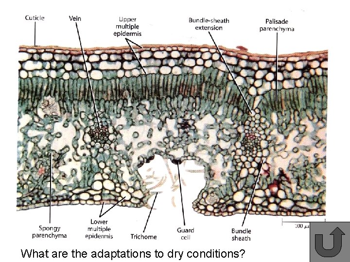 What are the adaptations to dry conditions? 