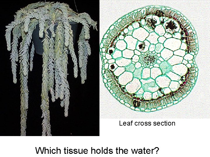 Leaf cross section Which tissue holds the water? 