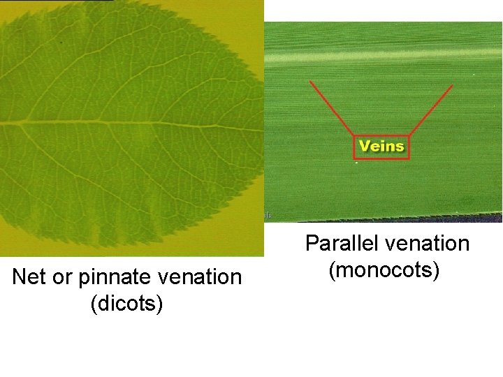 Net or pinnate venation (dicots) Parallel venation (monocots) 
