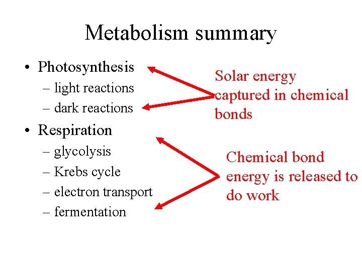 Metabolism summary • Photosynthesis – light reactions – dark reactions • Respiration – glycolysis