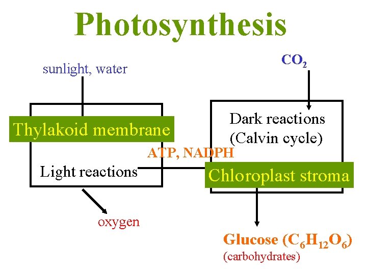 Photosynthesis CO 2 sunlight, water Thylakoid membrane Dark reactions (Calvin cycle) ATP, NADPH Light