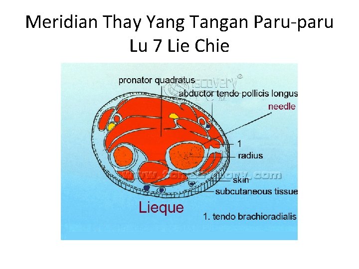 Meridian Thay Yang Tangan Paru-paru Lu 7 Lie Chie 