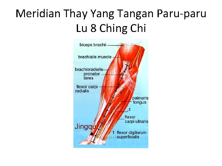 Meridian Thay Yang Tangan Paru-paru Lu 8 Ching Chi 