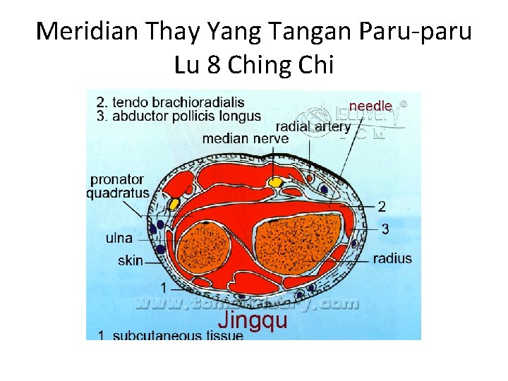 Meridian Thay Yang Tangan Paru-paru Lu 8 Ching Chi 