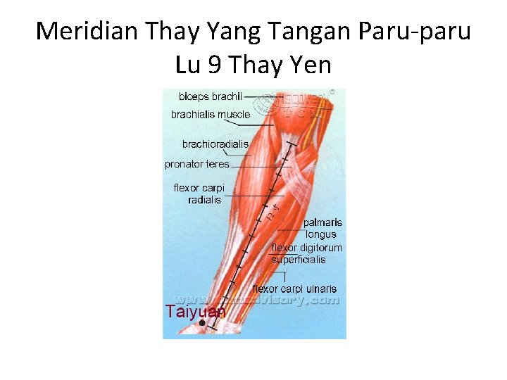 Meridian Thay Yang Tangan Paru-paru Lu 9 Thay Yen 