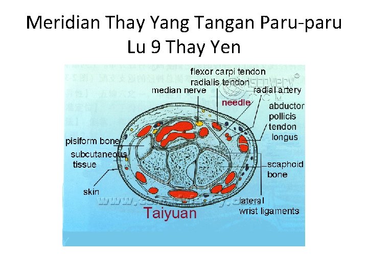 Meridian Thay Yang Tangan Paru-paru Lu 9 Thay Yen 