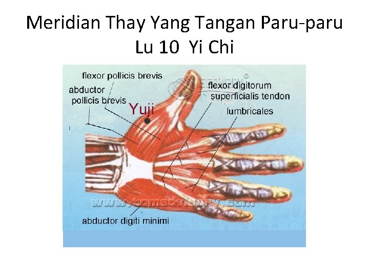 Meridian Thay Yang Tangan Paru-paru Lu 10 Yi Chi 