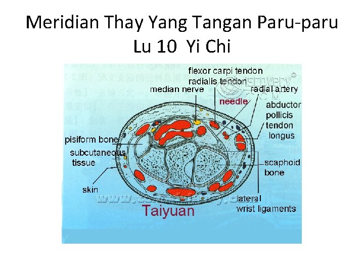 Meridian Thay Yang Tangan Paru-paru Lu 10 Yi Chi 