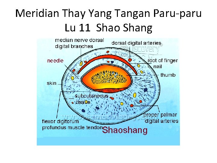 Meridian Thay Yang Tangan Paru-paru Lu 11 Shao Shang 