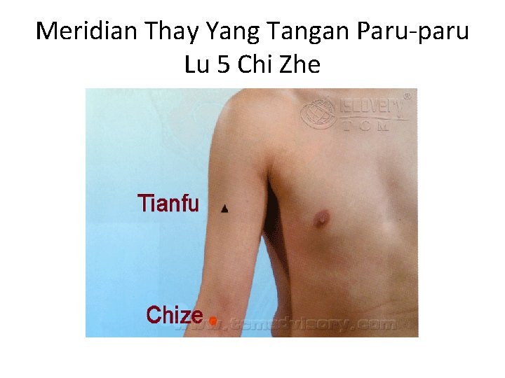 Meridian Thay Yang Tangan Paru-paru Lu 5 Chi Zhe 