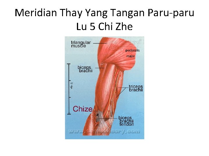 Meridian Thay Yang Tangan Paru-paru Lu 5 Chi Zhe 