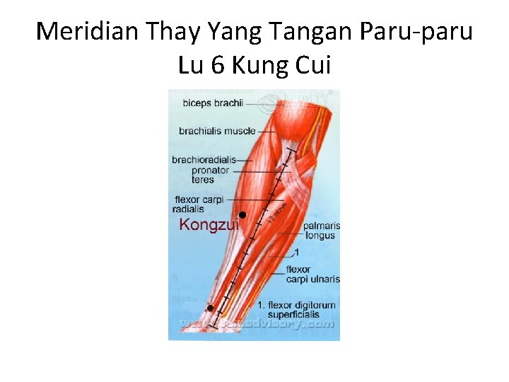 Meridian Thay Yang Tangan Paru-paru Lu 6 Kung Cui 