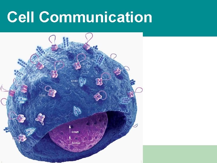Cell Communication Power. Point Lectures for Biology, Seventh Edition Neil Campbell and Jane Reece