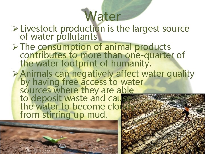 Water Ø Livestock production is the largest source of water pollutants Ø The consumption